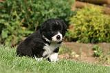 BORDER COLLIE 1276